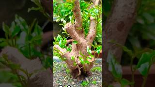 Natural Tropical Style Bonsai quotBignay Pugoquot 1yr Progress Antidesma Bunios [upl. by Lipski]