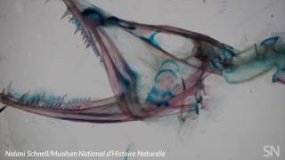 Flexible head joint found in dragonfish  Science News [upl. by Jr]