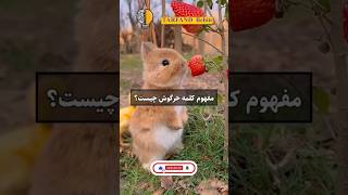 اگر می‌خواهی هرروز داناتر شی فالوم کن🌹♥️ انگیزشی انگیزه موفقیت فکت [upl. by Ahsenav707]