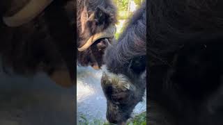 Zoo muskoxen keep cool with ice treats and sprinklers [upl. by Risan718]