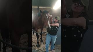 🐴Release therapy Lower mandible and Hyoid TMJ and discussing sinus inflammation🪶Feather touch [upl. by Sethi]