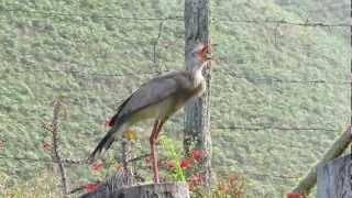 Redlegged Seriema Cariama cristata [upl. by Yadrahs223]