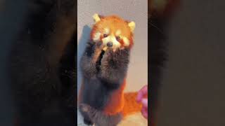 WOW adorable red panda🍼🍼🍼 amsr foryou ailurusfulgens redpanda fpy zoo cute [upl. by Anyehs570]