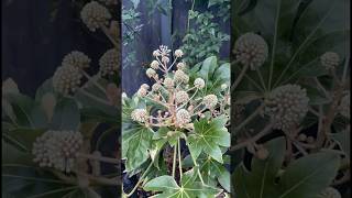 Fatsia Is Blooming amp Garden Tidying 🌿 shorts garden englishgarden [upl. by Fredia]