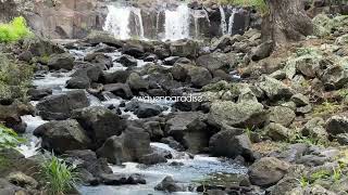 Sounds amp Beauty of Nature Lili’uokalani Botanical Garden  Honolulu [upl. by Santos]