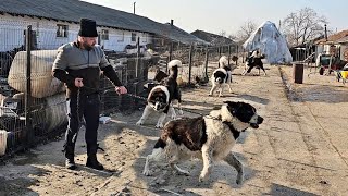 CIOBANESTI DE BUCOVINA AGRESIVI SI CORBILA STANA LUI CLAUDIU DE LA MUNTENIBUZAU JUDIALOMITA [upl. by Eggett]