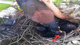 Common myna Birds waiting to receive feces [upl. by Zsa Zsa]