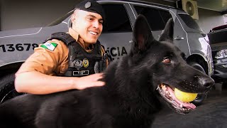 Equipe da ROTAM de Francisco Beltrão mostra o treinamento realizado com cães [upl. by Sivlek]