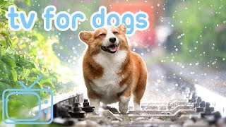 TV for Dogs Chill Your Dog TV with Cats Dogs and Nature NEW 2019 [upl. by Geralda]