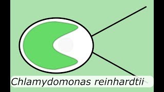 Swimming algae  Chlamydomonas reinhardtii [upl. by Aneekas771]