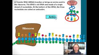 tRNAs and Anticodons [upl. by Lehcnom]