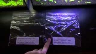 Part 1 How To Hatch Non Annual Killifish Species [upl. by Cychosz]