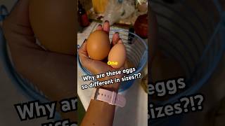 Why are chicken eggs different in sizes chicken chickeneggs freerangechickens [upl. by Fadiman]