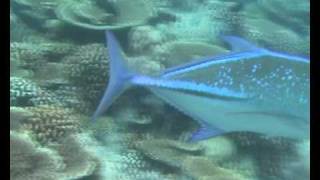 Kuramathi Reef Inhabitants May 2009 [upl. by Zakarias]