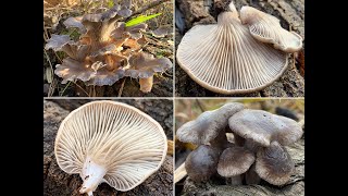 Austernseitling Austernpilz Pleurotus ostreatus [upl. by Cissej954]