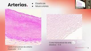 HistoNCR 2024  Teórico 12  Microcirculación  21102024 [upl. by Gutow288]