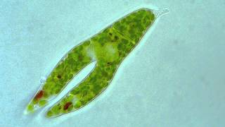 Euglena  Longitudinal binary fission [upl. by Nali]