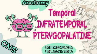 Temporal Infratemporal amppterygopalatine fossa [upl. by Rafaelita]