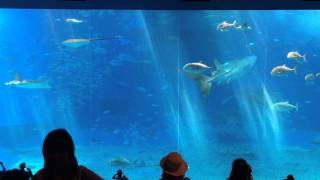 Kuroshio Sea in Okinawa Churaumi Aquarium [upl. by Arel]