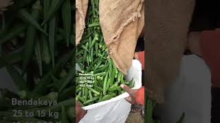 Bendakaya ladyfingers Okra bowenpally vegetable market shortvideo trending videos vlogs food [upl. by Ameline352]