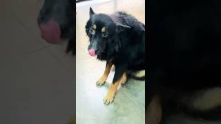 Cute dog 🥰 Shorts video  viral  Guguladdi489 🥰🙏 [upl. by Hazeefah]