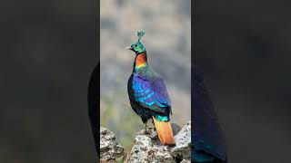 🐦☆¹⁷•⁵ Himalayan Monal Lophophorus impejanus  Observed in Description [upl. by Charlet]