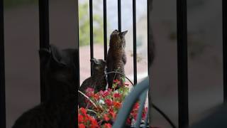 Bobcat Kitten Duo One Curious One Cautious [upl. by Yadsendew]