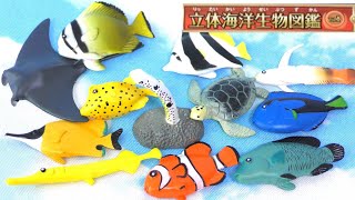 【全部知ってる？】立体海洋生物図鑑Vol1！全12種類をご紹介♪ [upl. by Scarface]