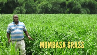 Planting Mombasa Grass [upl. by Onifled]