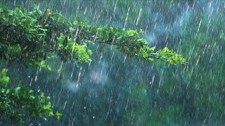 24 Hours Rain amp Thunder  Rainstorm Sounds for Sleep Studying or Relaxation  Nature White Noise [upl. by Philander841]