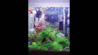 燈魚amp 孔雀魚amp米奇魚混養 Rasbora heteromorphaampParacheirodonaxelrodi [upl. by Clinton931]