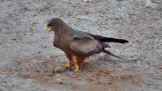 Yellowbilled kite Milvus aegyptius at Hyena Pan  Botswana  africamcom [upl. by Brucie]