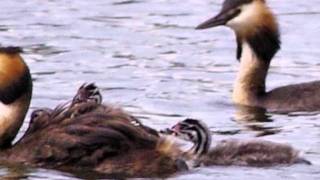 Great Crested Grebes [upl. by Tiduj877]