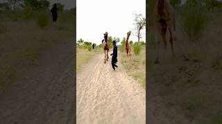 Camel rearing short🐪🫵 ukanimals ukviral ukshort [upl. by Halilak]