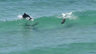 Dolphins surfing in the Gulf of Mexico at Navarre Beach Florida HD [upl. by Lurline613]