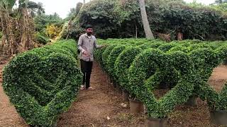 Beautiful Malpighia Desings  Malpighia plants in telugu  Landscaping Plants  Ashok Chakra Nursery [upl. by Ainelec380]