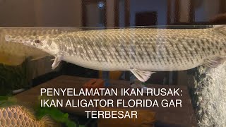 Penyelamatan Ikan Rusak Ikan Aligator Florida Gar Terbesar Yang Pernah Dipelihara [upl. by Aiela]