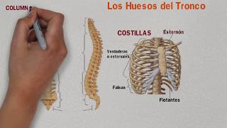 🔵 HUESOS del TRONCO 👆 HUESOS del TÓRAX  Columna Vertebral y Costillas ✔️ [upl. by Anicnarf]