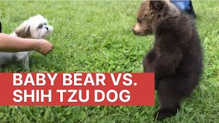 Baby Bear vs Little Dog [upl. by Lezah]