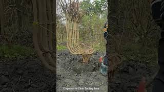 Crape Myrtle Chair Topiary Tree Digging Process [upl. by Dibbell]