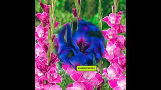 ग्येडियोलस का पौधा  Gladiolus Plant  Gladiolus gladiolus [upl. by Orvas717]