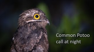 Common Potoo call [upl. by Hung]