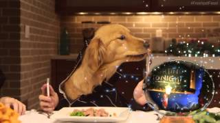 Dog Christmas Party Dinner [upl. by Harned]