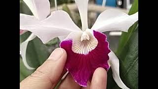 Cattleya purpurata var Vinicolor x Atropurpurea [upl. by O'Neil]