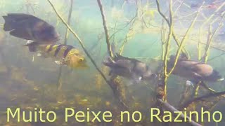 Pesca Sub  Muito peixe no rasinho  FAMA SUB  pescasub rioparaná fishing [upl. by Acissev944]