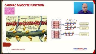 CARDIAC MYOCYTE STRUCTURE AND FUNCTION BY NIK NIKAM MD USMLE ABIM FELLOWS RNs [upl. by Thebazile]