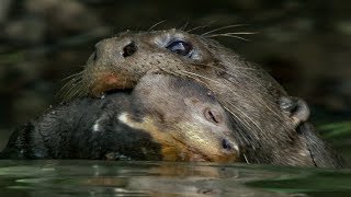 Baby Otter Cubs Learn to Swim  BBC Earth [upl. by Ivonne]