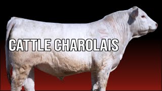 🔴 What Is The Best Breed To Cross With CHAROLAIS  Biggest Bulls And Cows [upl. by Aliet]