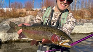 BIG FISH Eat TINY FLIES Winter Fly Fishing a Colorado Tailwater [upl. by Efeek]