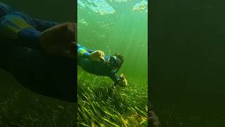 Did you know THIS is how Scallops are caught scalloping snorkeling wildlife crystalriver [upl. by Silverstein85]